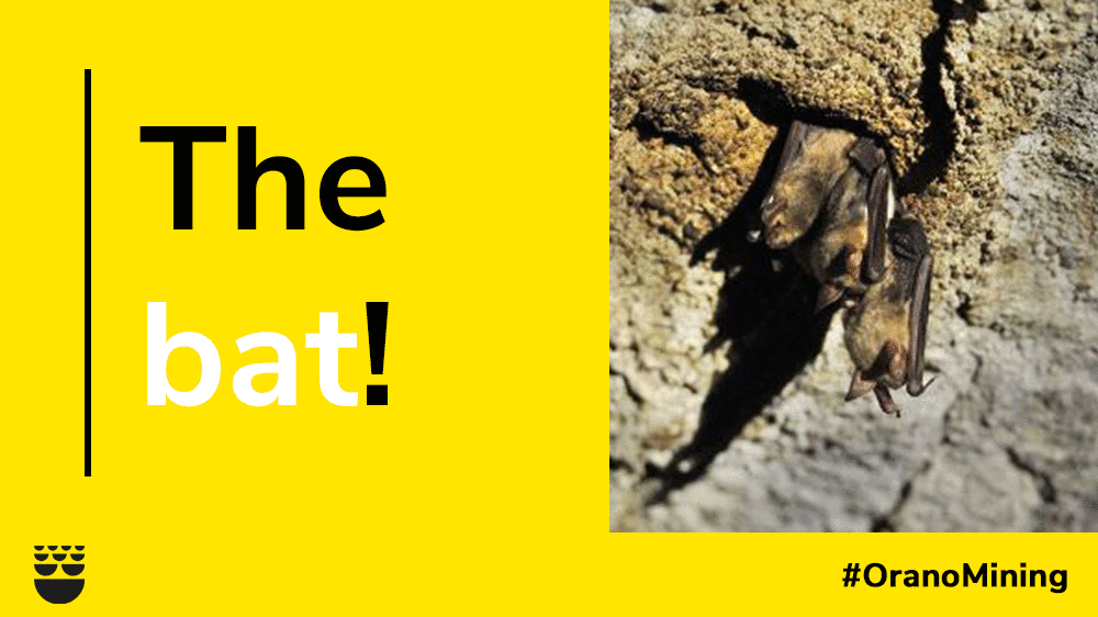 GIF chauve souris V3